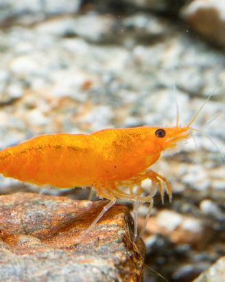 Caridine e neocaridine lumache e pesci