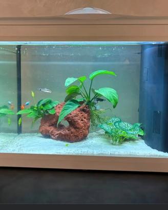 Acquario nuovo di 2 mesi da 30 litri