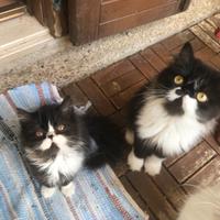 Gattine persiane bicolore bianco/nero