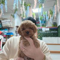 Barboncino mini toy albicocca 2M 2F anche a rate