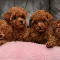 BARBONCINI TOY & BARBONCINO NANO ROSSO cuccioli