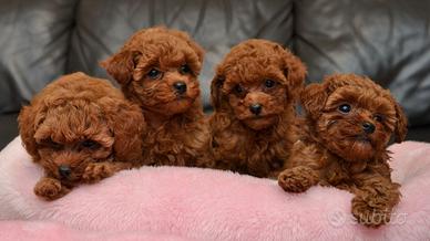 BARBONCINI TOY & BARBONCINO NANO ROSSO cuccioli