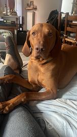 Bracco Ungherese - Vizsla disponibile per monta