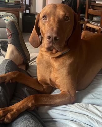 Bracco Ungherese - Vizsla disponibile per monta