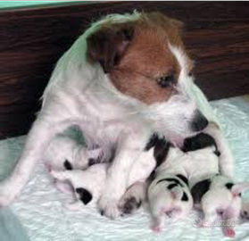 Jack Russell broken con pedigree enci