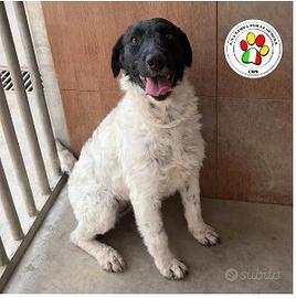 Femmina meticcia - 4 anni circa