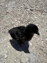 Pulcini Australorp Neri