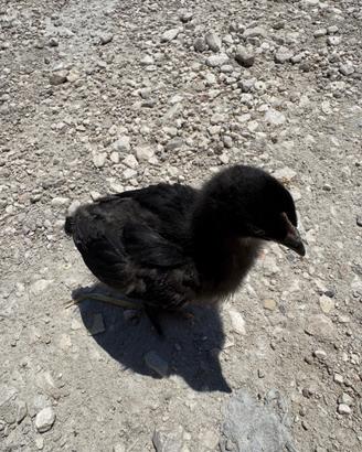 Pulcini Australorp Neri