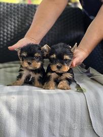 Yorkshire mini toy maschio