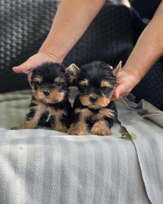 Yorkshire mini toy maschio