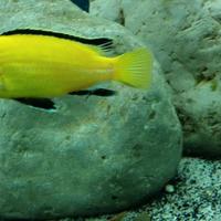 Ciclidi Labidochromis Caeureules