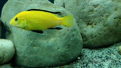 Ciclidi Labidochromis Caeureules