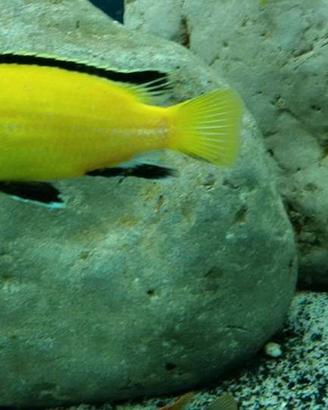 Ciclidi Labidochromis Caeureules