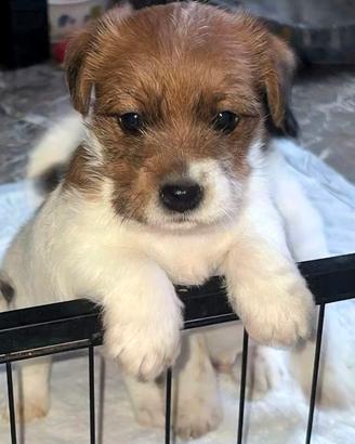 Cuccioli di Jack Russell Terrier broken e ruvido