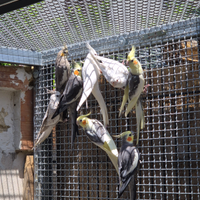 Calopsyte Caicco testa nera