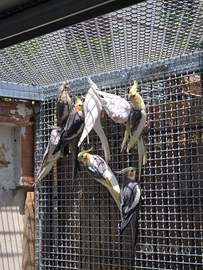 Calopsyte Caicco testa nera