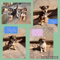 Cuccioli taglia contenuta