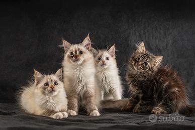 ULTIMA Gattina siberiana con pedigree ANFI