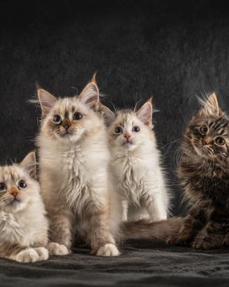ULTIMA Gattina siberiana con pedigree ANFI