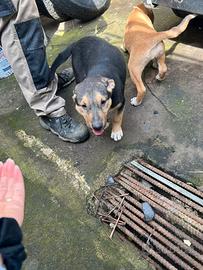 Si regalano cuccioli