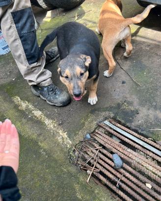 Si regalano cuccioli