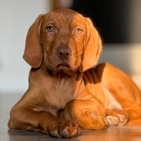 Cucciolo bracco ungherese vizsla con ped