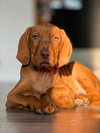 Cucciolo bracco ungherese vizsla con ped