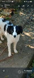 Cucciolo incroci con maremmano