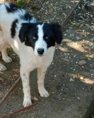Cucciolo incroci con maremmano
