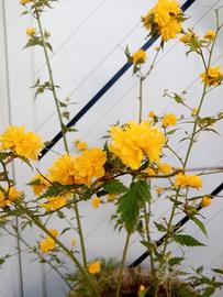 Deutzia a molti petali