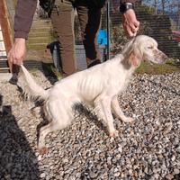 Setter inglese