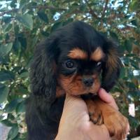 Cavalier King Charles Spaniel black and tan o ruby