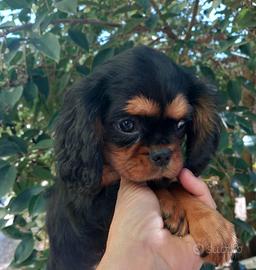 Cavalier King Charles Spaniel black and tan o ruby