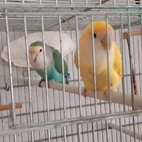 Coppia di inseparabili