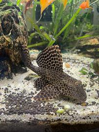 Pleco, pesce ventosa, "pulitore"