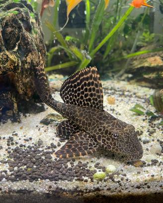 Pleco, pesce ventosa, "pulitore"