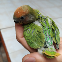 Inseparabile rosecollis allevato a mano