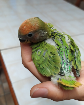 Inseparabile rosecollis allevato a mano