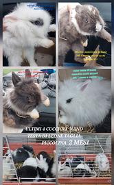 Cuccioli coniglio nano ,e ariete nano e altro