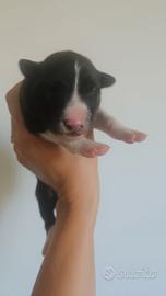 Cuccioli di border
