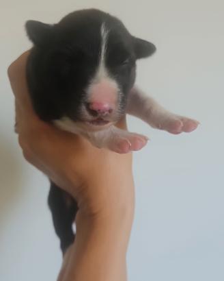 Cuccioli di border