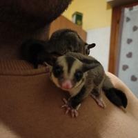 Petauri(mamma,papà e due figlie)+gabbia 1,6mx1m