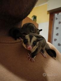 Petauri(mamma,papà e due figlie)+gabbia 1,6mx1m