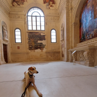 Levriero greyhound