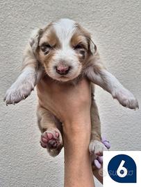 Cuccioli di pastore australiano 