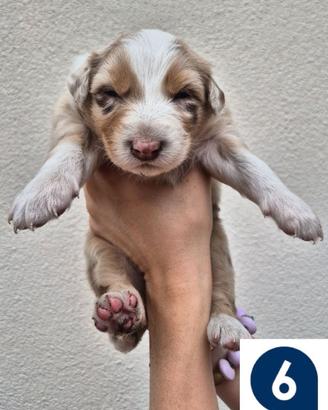 Cuccioli di pastore australiano 