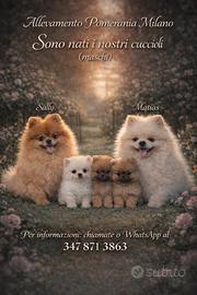 Spitz nano Pomerania pedigree