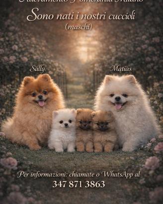Spitz nano Pomerania pedigree