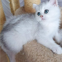 British Shorthair Silver Shaded/Shell