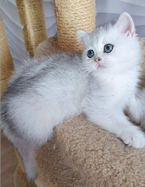 British Shorthair Silver Shaded/Shell